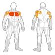 Aparat Fitness Drax Chest Press pentru piept cu incarcare pe discuri