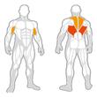 Aparat Fitness Drax Front Row pentru spate cu incarcare pe discuri